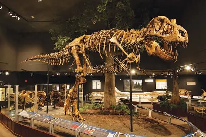 🦖کشف فسیل یک دایناسور عجیب